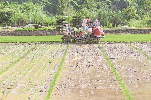 科技賦能農(nóng)耕新畫卷 岑鞏縣注溪鎮(zhèn)水稻種植基地的現(xiàn)代化插秧實踐