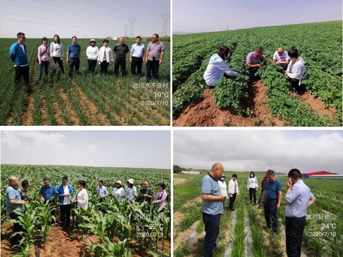 自治區(qū)農(nóng)業(yè)技術(shù)推廣站專家赴武川縣督導農(nóng)作物試驗示范項目