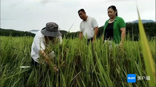 瓊中 農(nóng)技人員深入一線，指導農(nóng)戶開展生產(chǎn)自救，全力搶救珍稀山蘭稻