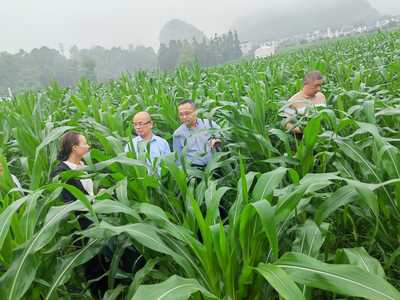 自治區(qū)農(nóng)業(yè)農(nóng)村廳唐咸來副廳長率隊到我市調(diào)研基層農(nóng)技推廣工作